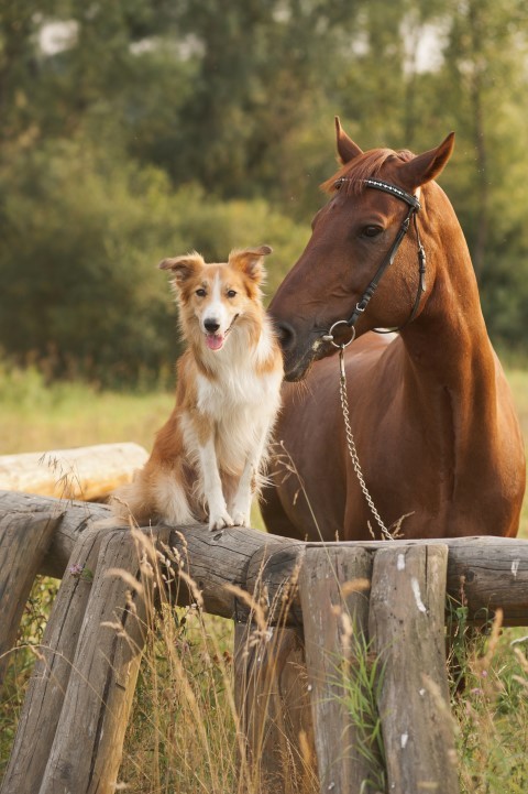 Horse cremations best sale